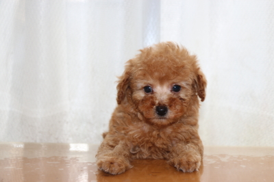 トイプードルアプリコットの子犬オス、生後7週間画像