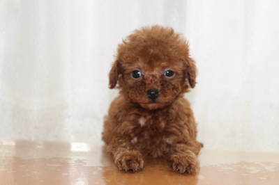 トイプードルレッドの子犬メス、生後7週間画像