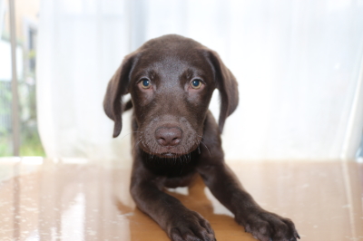 ラブラドールチョコ(チョコラブ)の子犬メス、生後3ヵ月画像