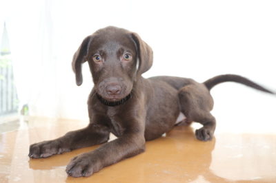 ラブラドールチョコ(チョコラブ)の子犬メス、生後3ヵ月画像