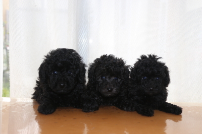 トイプードルの子犬、ブラック(黒)オスとシルバーオスメス、生後6週間