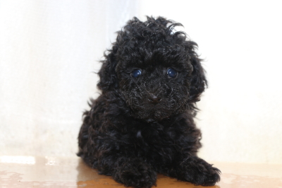 ティーカッププードルブラック(黒色)の子犬メス、生後6週間画像