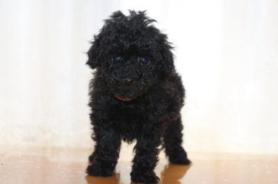 ティーカッププードルブラック(黒色)の子犬メス、生後6週間画像