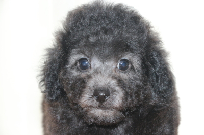 トイプードルシルバーの子犬オス、生後7週間画像