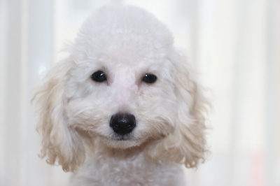 トイプードルホワイトの子犬オス、埼玉県川口市雷太君画像