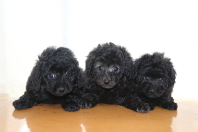 トイプードルの子犬、ブラック(黒)オスメスとシルバーメス、生後7週間画像
