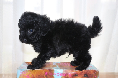 トイプードルブラック(黒)の子犬オス、生後7週間画像
