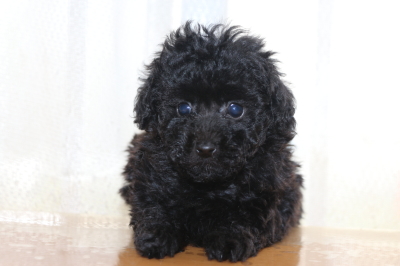 ティーカッププードルブラック(黒)の子犬メス、生後7週間画像