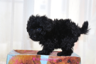 ティーカッププードルブラック(黒)の子犬メス、生後7週間画像