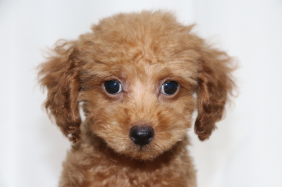 トイプードルレッドオスの子犬、生後2ヵ月画像