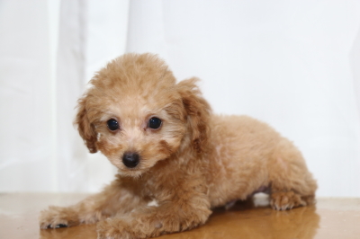 トイプードルアプリコットオスの子犬、生後2ヵ月画像