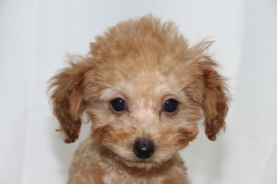 トイプードルアプリコットオスの子犬、生後2ヵ月画像