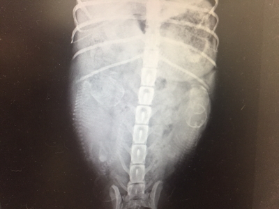 トイプードルシルバー妊娠犬、出産予定1週間前のレントゲン写真