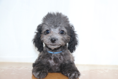 タイニーサイズトイプードルシルバーの子犬オス、生後2ヵ月画像
