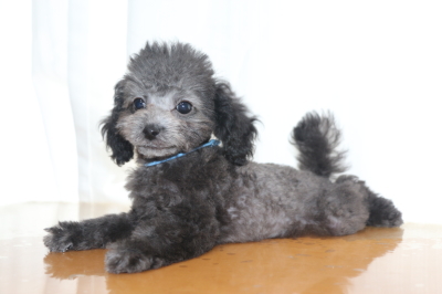 タイニーサイズトイプードルシルバーの子犬オス、生後2ヵ月画像