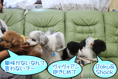 神奈川県横浜市のトイプードル多頭飼い画像