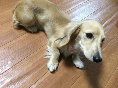 沖縄県ミニチュアダックスシェイデッドクリームの子犬メス、梅ちゃん画像