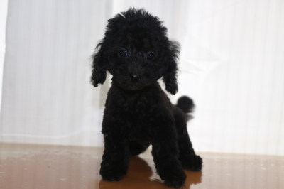 トイプードルブラックの子犬オス、生後2ヵ月画像