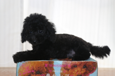 トイプードルブラックの子犬オス、生後2ヵ月画像