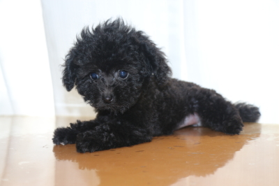 ティーカッププードルブラックの子犬メス、生後2ヵ月画像