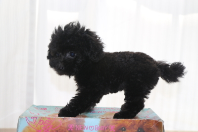 ティーカッププードルブラックの子犬メス、生後2ヵ月画像