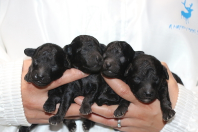 トイプードルシルバーの子犬オス3頭メス1頭、生後1週間画像