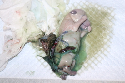 トイプードルシルバーの出産、産まれたばかりのホワイトの子犬オス画像