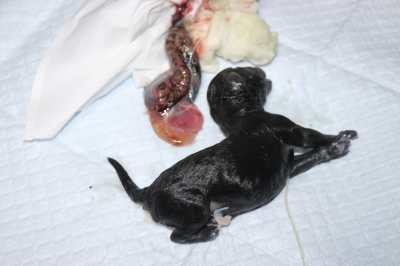 トイプードルシルバーの出産、産まれたばかりのシルバーの子犬メス画像