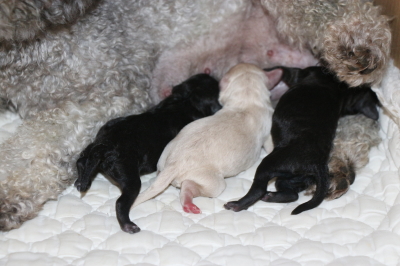 トイプードルシルバーオスメスホワイトオスの子犬産まれたばかり画像