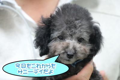 神奈川県横浜市トイプードルシルバーの子犬オス、サニー君画像