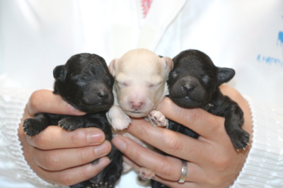 トイプードルシルバーとホワイトオスシルバ―メスの子犬、生後1週間画像