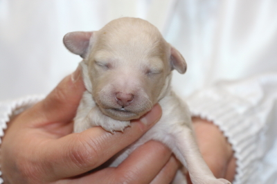 トイプードルホワイトの子犬オス、生後1週間画像