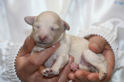 トイプードルホワイトの子犬オス、生後1週間画像