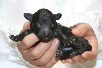 トイプードルシルバーの子犬メス、生後1週間画像