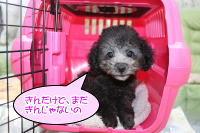 北海道トイプードルシルバーの子犬メス、ギンちゃん画像