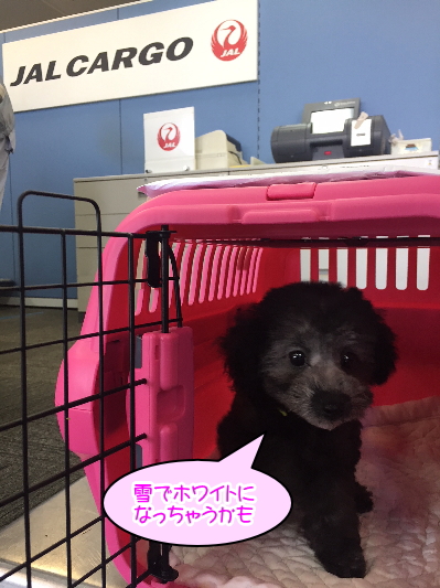 北海道トイプードルシルバーの子犬メス、ギンちゃん画像