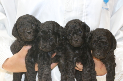 トイプードルシルバーの子犬オス3頭メス1頭、生後3週間画像