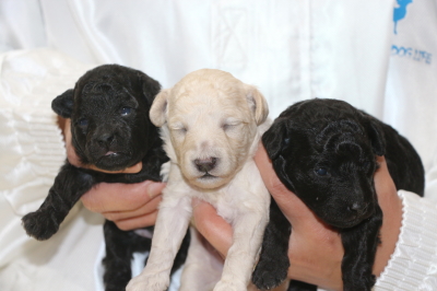 トイプードルシルバーとホワイトオスシルバ―メスの子犬、生後2週間画像