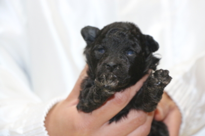 トイプードルシルバーオスの子犬、生後2週間画像