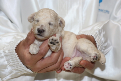 トイプードルホワイトの子犬オス、生後2週間画像