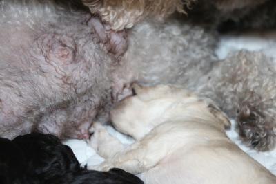 トイプードルホワイトの子犬オス、生後2週間画像