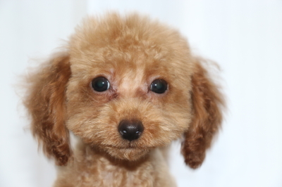 トイプードルレッドオスの子犬、生後3ヵ月画像