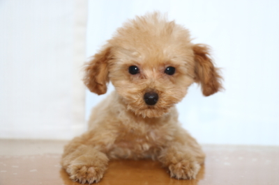 トイプードルアプリコットオスの子犬、生後3ヵ月画像