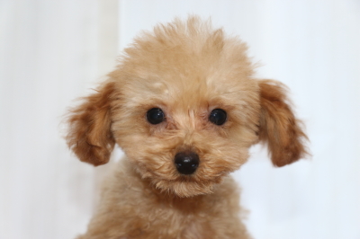 トイプードルアプリコットオスの子犬、生後3ヵ月画像