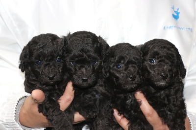 トイプードルシルバーの子犬オス3頭メス1頭、生後4週間画像