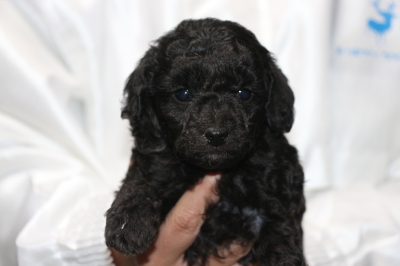 トイプードルシルバーの子犬オス、生後4週間画像