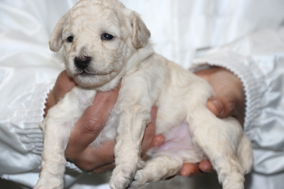 トイプードルホワイト(白)の子犬オス、生後3週間画像