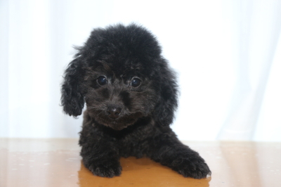 トイプードルブラック(黒)の子犬オス、生後3ヵ月画像