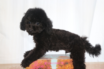 トイプードルブラック(黒)の子犬オス、生後3ヵ月画像