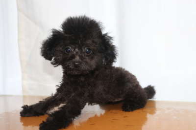 ティーカッププードルブラック(黒)の子犬メス、生後3ヵ月画像